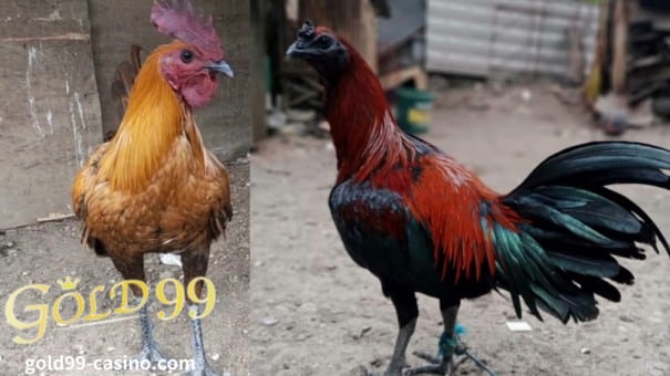 PERUVIAN FIGHTING ROOSTERS